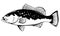 Red grouper fish illustration