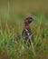 Red Grouse