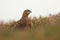 Red Grouse (Lagopus lagopus).