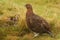 Red Grouse (Lagopus lagopus).