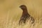 Red Grouse (Lagopus lagopus).