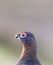 Red grouse Lagopus lagopus scotica