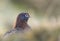 Red grouse Lagopus lagopus scotica