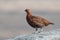 Red Grouse, Lagopus lagopus scotica