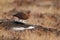 Red grouse, Lagopus lagopus scoticus