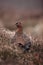 Red grouse, Lagopus lagopus scoticus