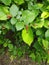 Red growths on green leaves