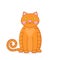 Red Grumpy British male cat on white background. Cartoon character orange British cat.