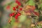 Red guelder rose berries cluster with red and green leaves