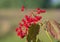 Red guelder rose berries cluster with red and green leaves