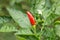 Red guinea pepper on peppers tree growing.