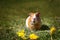 Red the Guinea pig sits in front of yellow dandelions