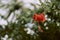 Red Gumamela In Bloom