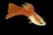 Red guppy isolated tropical aquarium fish