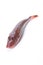 Red gurnard