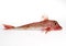 Red Gurnard, trigla cuculus, Fresh Fish against White Background