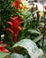 Red Gusmania bromeliad blossom epiphyte plant, ornamental plant in flower shop, natural vertical photography