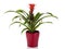 Red Guzmania Bromeliad  in flower pot isolated on white