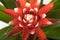 Red Guzmania Bromeliad inflorescence closeup