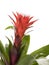 Red Guzmania Bromeliad  inflorescence closeup isolated on white