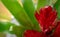 Red guzmania closeup with detailed colors