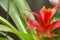 Red guzmania flower