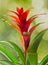 Red Guzmania flower, green background, close up. Family Bromeliaceae, subfamily Tillandsioideae