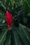 Red Guzmania with long green leaves outdoors
