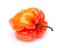 Red habanero pepper