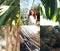 Red hair girl  portrait with tropic plants collage