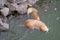 Red-haired adult nutria swims in river water with small baby nutria