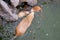 Red-haired adult nutria swims in river water with small baby nutria