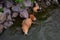 Red-haired adult nutria swims in river water with small baby nutria