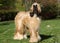 Red haired Afghan Greyhound walks on the lawn