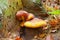 Red-haired agaric or Tricholomopsis rutilans