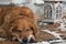 Red-haired breed dog the golden retriever lies on a snow-covered path and sleeps next to a flashlight