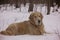 Red-haired breed dog golden retriever lies in winter in snow