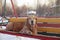 Red-haired breed dog Golden Retriever lies on a wooden multicolored swing