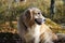 Red-haired breed dog, golden retriever sits in the forest, looks behind his back