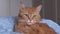 a red-haired cat lies on a blue blanket and looks at the camera