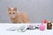 A red-haired cat sitting in front of a pile of medicines. Pet treatment