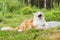 Red-haired cat with a white chest yawns lying on green grass