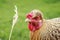 Red-haired chicken eats wheat grains from a spikelet in the yar