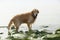 Red-haired dog breeds golden retriever emerges from the sea on green stones of the bay