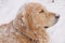 Red-haired dog breeds golden retriever looks away, all covered with snow