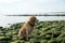 Red-haired dog breeds golden retriever sits on green stones and looks aside