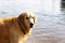 Red-haired dog breeds a golden retriever standing in the water and looking into the camera