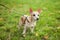 Red-haired dog Chihuahua walks in a public park in fall on leash. Smooth chihuahua dog on a walk. Walk with dog. A dog looking wid