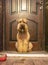 A red-haired dog is sitting in the hallway by the door waiting for a walk.