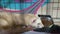 the red-haired domestic ferret resting in a hammock in a cage.